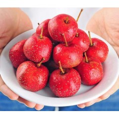 新鲜山楂果5斤装特级大山楂 农家水果现摘红果冰糖葫芦3