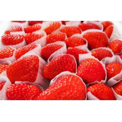 现摘牛奶草莓新鲜水果整箱4斤包邮奶油巧克力红颜99大草莓非丹东3