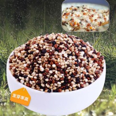 藜麦三色混合藜麦米红白黑青海黎麦米五谷杂粮粗粮