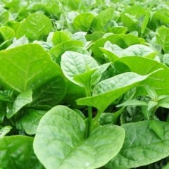 木耳菜种孑特大圆叶木耳菜籽爬藤菜豆腐菜叶肉厚晚抽苔春播蔬菜种