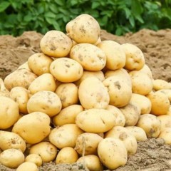 顺丰包邮黄心大土豆新鲜蔬菜5斤马铃薯农家洋芋自种当季整箱