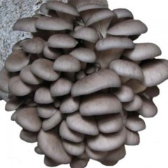 蘑菇种植盒菌包家庭种植室内高产平菇阳台多肉盆栽花卉植物包出菇