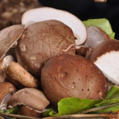 绿源禾心有机新鲜香菇 蘑菇花菇冬菇菌菇蔬菜食用菌500g火锅食材