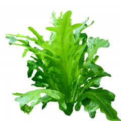 四季油麦菜种籽生菜苦麦菜阳台盆栽春季播蔬菜种籽孑大速生可生吃