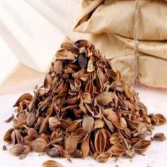 新货上市秦岭深山野生连翘 汉中贯叶连翘 正品中药材 连翘