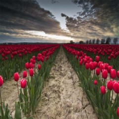 秋冬季花种籽子郁金香种球四季种耐寒种子花庭院室外喜阴花卉植物