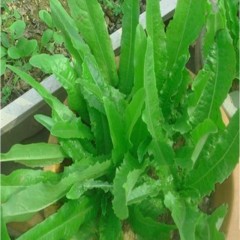 四季油麦菜种子 口感极为鲜嫩 青菜 阳台庭院盆栽 无斑米香油麦