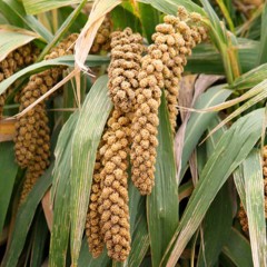 黄色黄金小米种子 抗倒伏 高产 鸟不食 粮食杂粮种籽