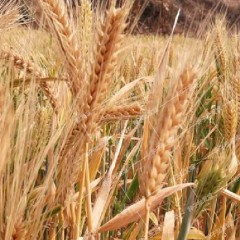 大麦草种子芽苗菜种籽 高产抗倒伏粮食种子抗旱耐寒