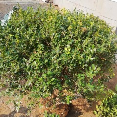 杨苗瓜子园林绿化树苗南方北方种植黄杨庭院地栽盆栽黄杨球