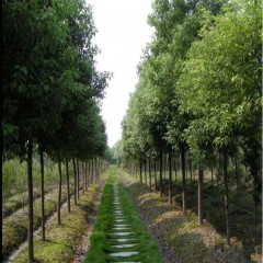 绿化苗木香樟树苗大型工程大小叶香樟庭院四季常青驱蚊南北方种植