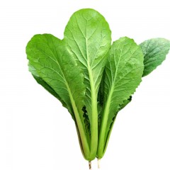 小白菜种子春秋冬季四季阳台盆栽耐热青帮青菜籽种籽蔬菜种孑