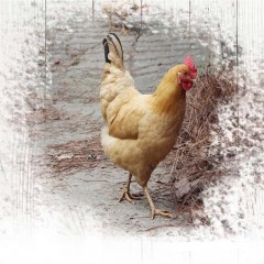 发2只老母鸡土鸡整只2年农家散养新鲜柴鸡跑山走地草鸡正宗笨鸡肉