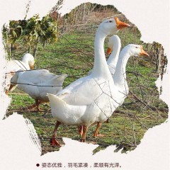 农家散养土鹅嫩鹅现杀鹅肉新鲜大鹅白鹅活体冷冻非东北笨老鹅