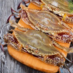 梭子蟹鲜活螃蟹特大海蟹海鲜水产非舟山梭子蟹大飞蟹花蟹白蟹