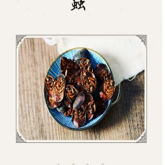 中药材土元 野生土鳖虫干 正品土元土鳖子地鳖虫 500g