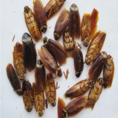 药用蟑螂 蟑螂虫干 蟑螂粉500克包邮