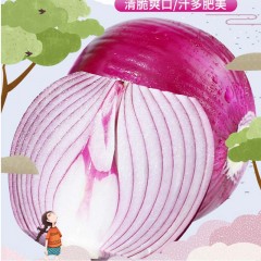现摘紫皮洋葱10斤新鲜洋葱头农家自种蔬菜红皮葱特产批发包邮